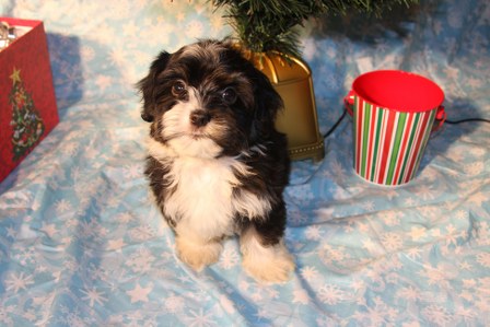 havanese-puppies